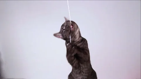 Grey kitten playing Video stock 44233685