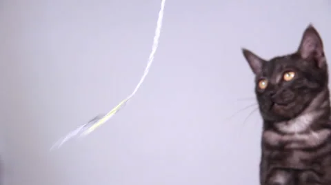 Grey kitten playing Видео 44233721