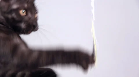 Grey kitten playing Stock Footage 44233744