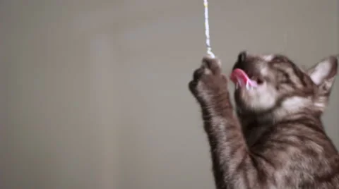 Grey kitten playing 스톡 동영상 44233793