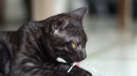 Grey kitten playing Stock-Footage 44233848