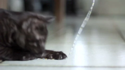 Grey kitten playing 库存影片 44233900