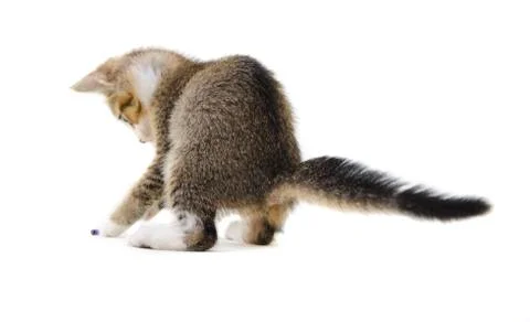 Grey kitten playing 写真素材