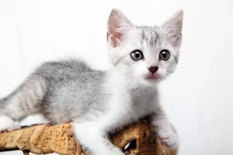 Grey kitten playing 스톡 사진