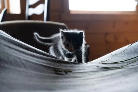 Grey kitten playing in a sofa Stock Photos