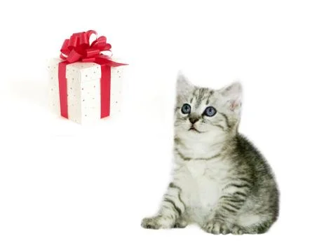 Grey kitten with present on white background Stock Photos