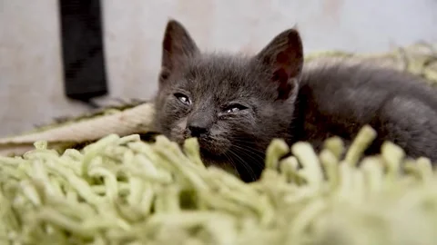 Grey Kitten Resting on Rug. Stock Footage 305290969