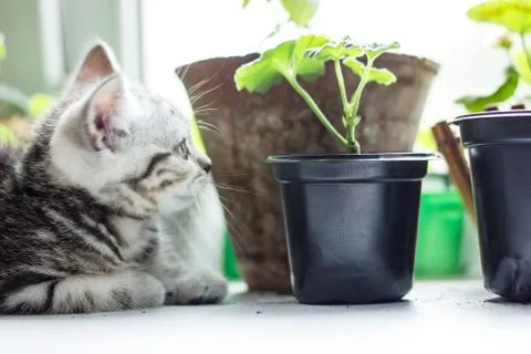 Grey kitten sitting on the white surface near home plants. Stock Photos