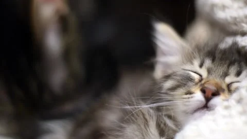 Grey kitten sleeping while the mother is grooming her Stock Footage 150437144