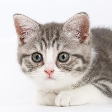 Grey kitten on white background looking right. Portrait of the Scottish cat. Foto stock