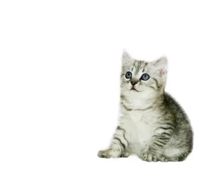 Grey kitten on white background Stock Photos