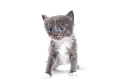Grey Kitten on white background Stock Photos