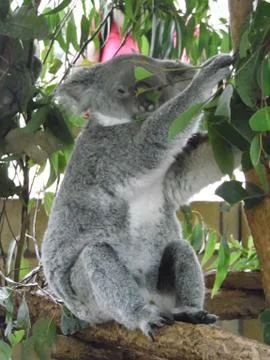 Grey Koala Bear Waking Up 스톡 사진