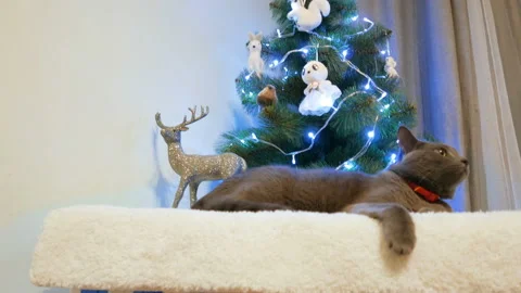 Grey korat cat lying near Christmas tree Stock Footage 87986830