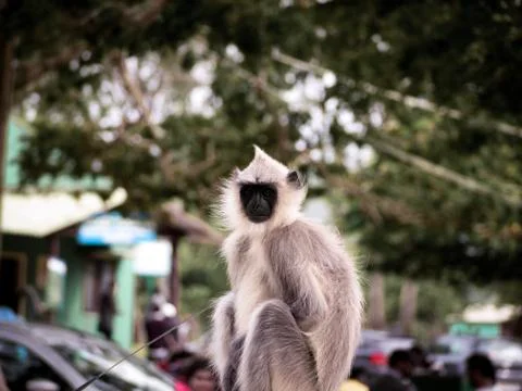 A Grey Langur also called as Hanuman Langur Stock Photos