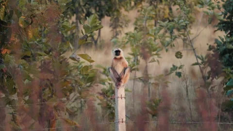 Grey Langur monkey chilling on a pole in the nature of central India Video stock 140126505