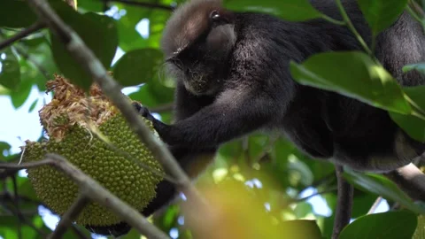 Grey langur monkey eating jackfruit on a tree Stock Footage 307793873