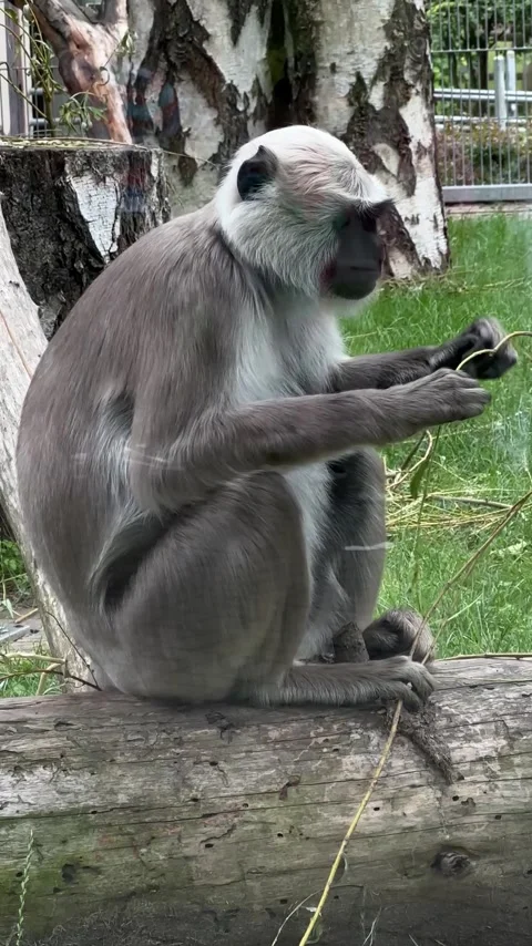Grey langur monkey sitting on stone wall outdoors Stock Footage 339367737