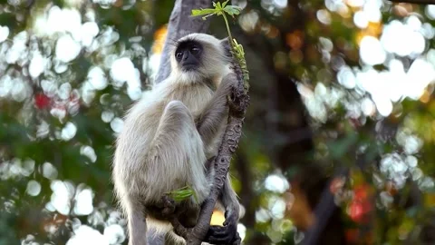 Grey Langur Monkey Sitting on Tree Branch in Forest Stock Footage 308636044