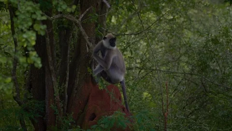 Grey langur monkey sitting on a tree in a green forest at Lunugamvehera 스톡 동영상 331149562