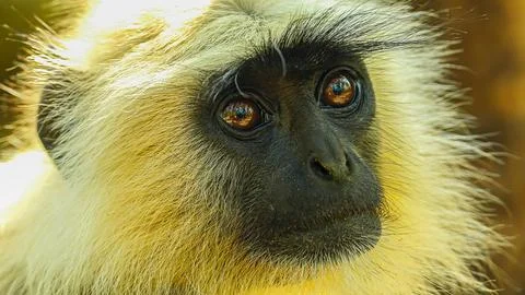 Grey langur Stock-Fotos