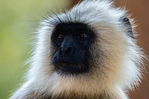 Grey langur Stock-Fotos