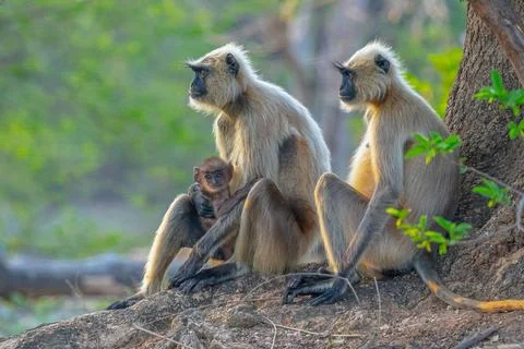 Grey langur Stock-Fotos