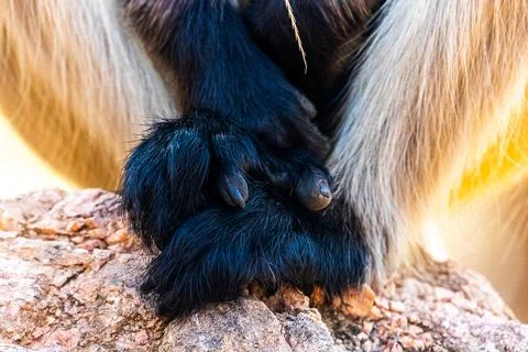 Grey langur Stock-Fotos