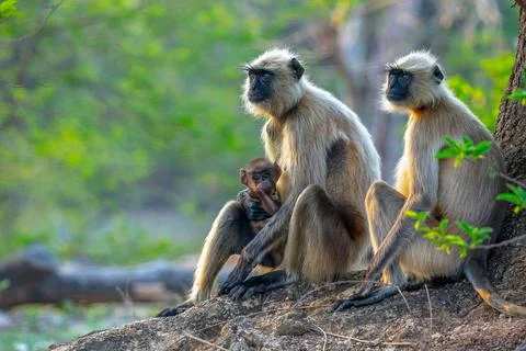 Grey langur 库存照片