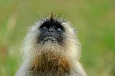 Grey langur Stock-Fotos