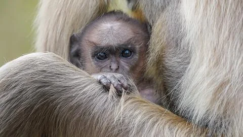 Grey langur Stock-Fotos