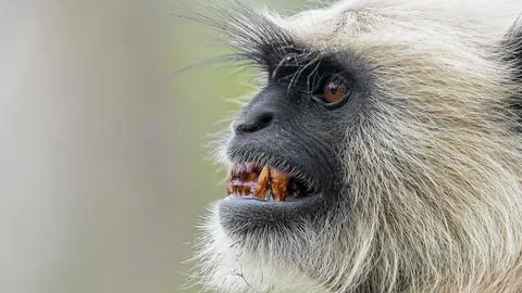 Grey langur Stock-Fotos