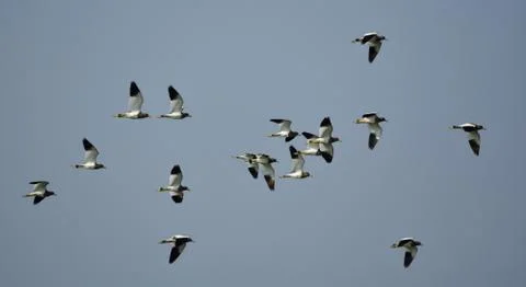 Grey lapwing in group Stock Photos