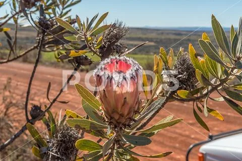 Grey-leaf sugarbush, Protea laurifolia, on the Rooibos Heritage Route Stock Photos