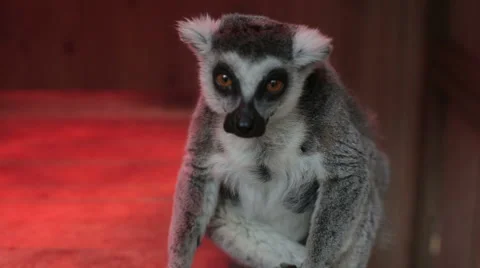 Grey lemur sitting close up Stock Footage 64118881