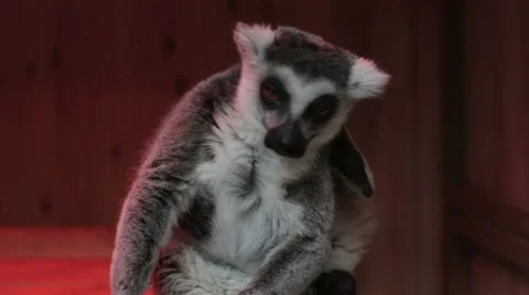 Grey lemur sitting close up Stock Footage 64202735