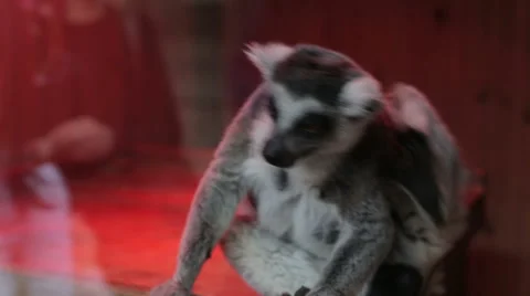Grey lemur sitting close up Stock Footage 64229609
