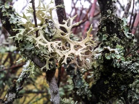 Grey lichen Foto stock
