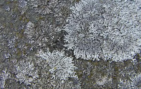 Grey lichens Stock Photos
