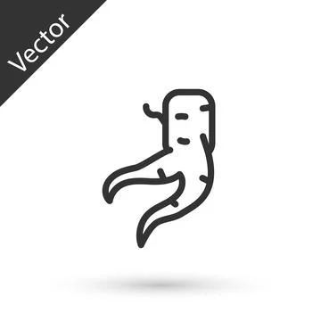 Grey line Ginger root icon isolated on white background. Vector Иллюстрация