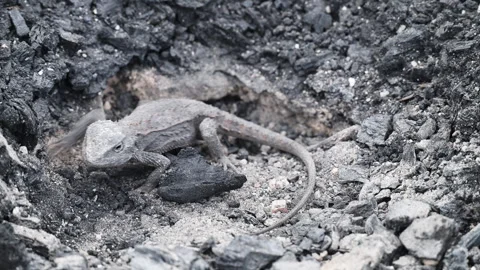 Grey Lizard Digging Nest Hole in Australian Rocky Soil Stock Footage 337262730