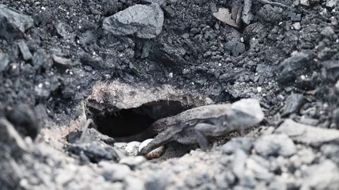 Grey Lizard Digging Nest Hole in Australian Rocky Soil Stock Footage 337264101
