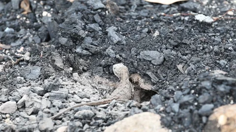 Grey Lizard Digging Nest Hole in Australian Rocky Soil Stock Footage 337846671