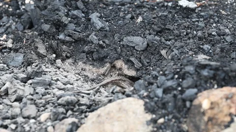 Grey Lizard Digging Nest Hole in Australian Rocky Soil Stock Footage 337846739