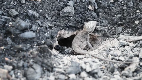 Grey Lizard Digging Nest Hole in Australian Rocky Soil Stock Footage 337847046