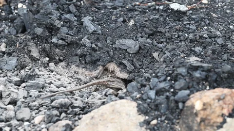 Grey Lizard Digging Nest Hole in Australian Rocky Soil Stock Footage 337847559