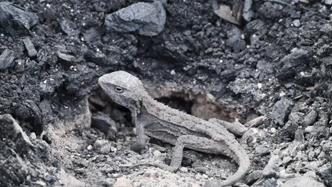 Grey Lizard Digging Nest Hole in Australian Rocky Soil Stock Footage 337847612
