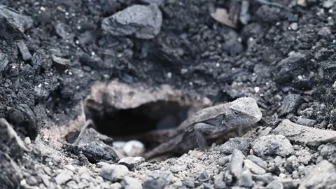 Grey Lizard Digging Nest Hole in Australian Rocky Soil Stock Footage 337847734