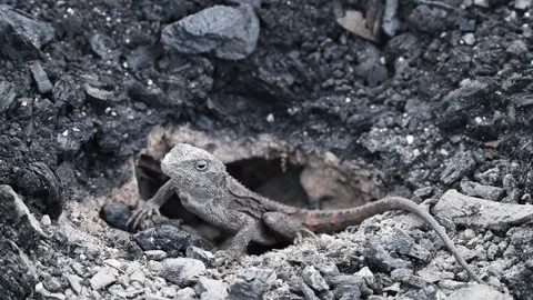 Grey Lizard Digging Nest Hole in Australian Rocky Soil Stock Footage 337847995