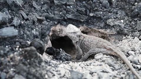 Grey Lizard Digging Nest Hole in Australian Rocky Soil Stock Footage 337848110
